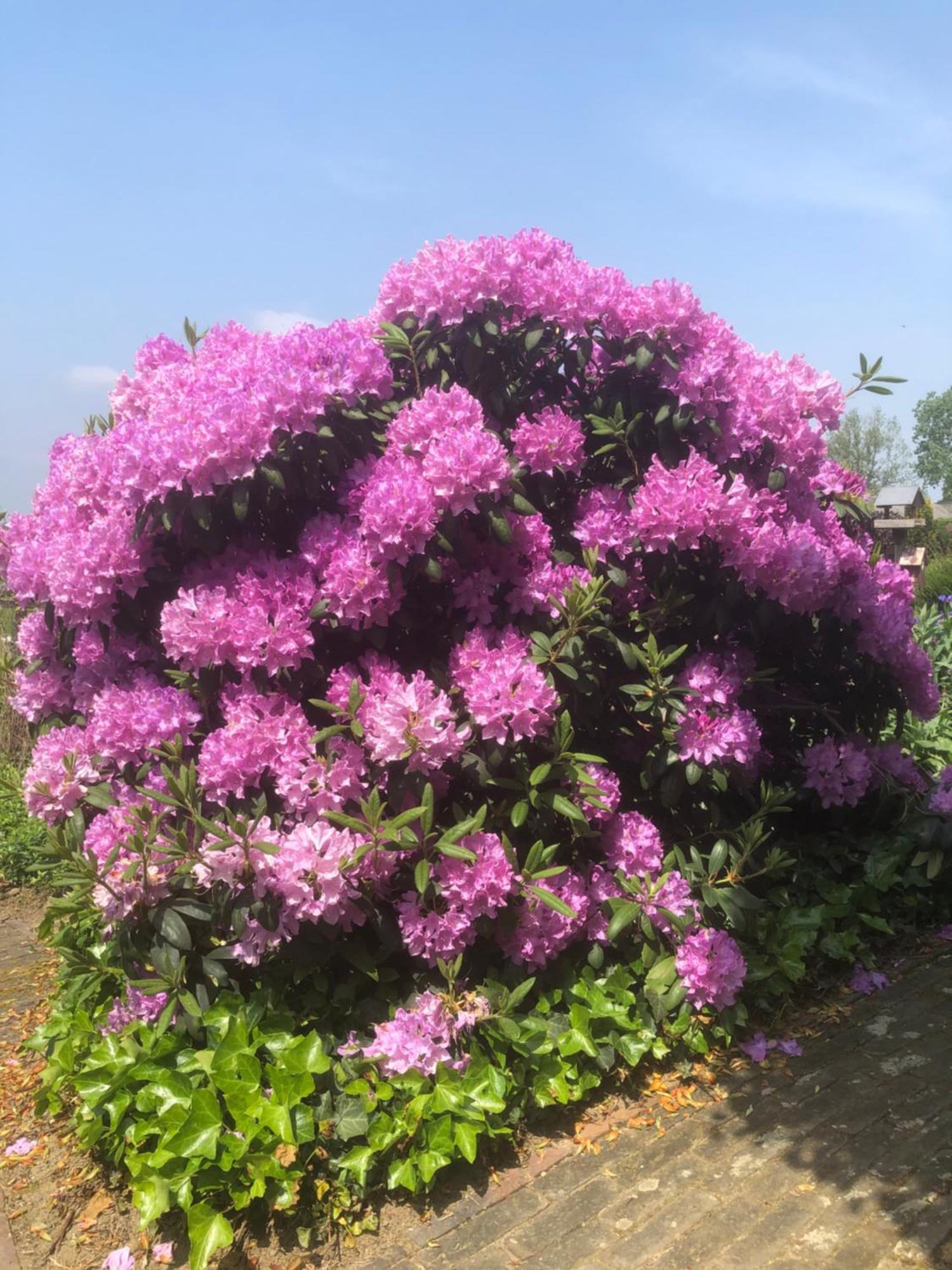 Laaker Villa Nearby Outlet Roermond Ohé en Laak المظهر الخارجي الصورة